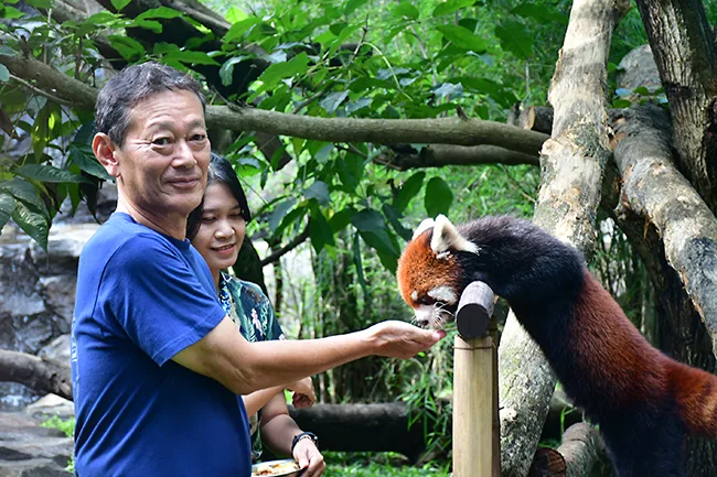 Penangkaran Red Panda dan Jerapah Ada di Batu Screet Zoo