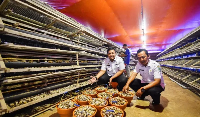 Bumdes Berkah Bersama Desa Kandung Kembangkan 30 Ribu Puyuh, Produksi 2 Kwintal Telur per Hari