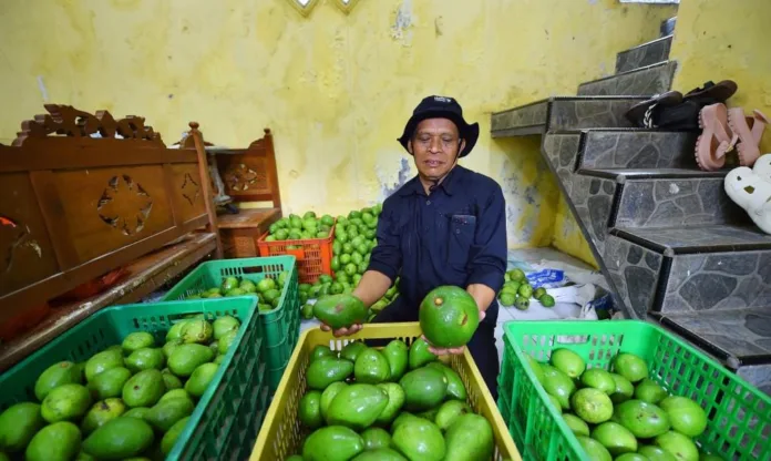 Petani Alpukat di Purwodadi Mulai Panen “Apit”, Potensi Produksi Menjanjikan untuk Pasar Lokal dan Nusantara