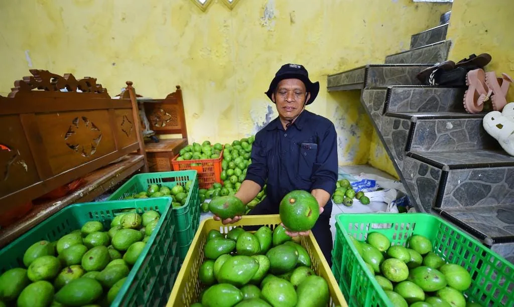 Salah satu petani alpukat di Purwodadi, Kabupaten Pasuruan