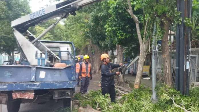 Angin Kencang di Pasuruan, Pohon Tumbang Timpa Pengendara Motor di Sukorejo, 1 Pelajar Tewas Angin Kencang di Pasuruan, Pohon Tumbang Timpa Pengendara Motor di Sukorejo, 1 Pelajar Tewas