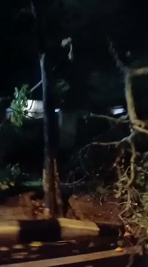 Cuaca Ekstrem Terjang Kota Batu, Pohon Tumbang Picu Kemacetan dan Pemadaman Listrik Cuaca Ekstrem Terjang Kota Batu, Pohon Tumbang Picu Kemacetan dan Pemadaman Listrik