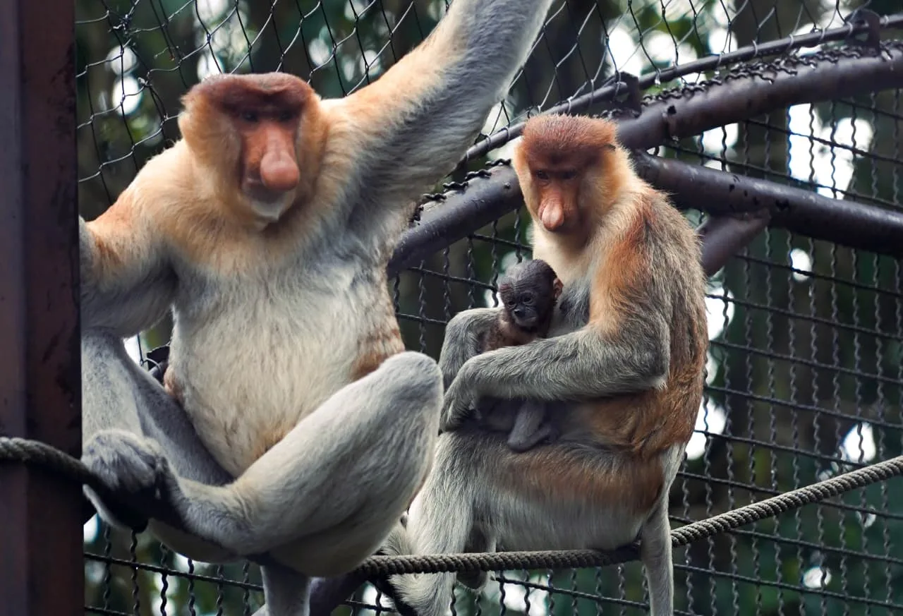 Konservasi Satwa Indonesia Berkelanjutan; Batu Secret Zoo Rayakan Kelahiran Bekantan ke-8