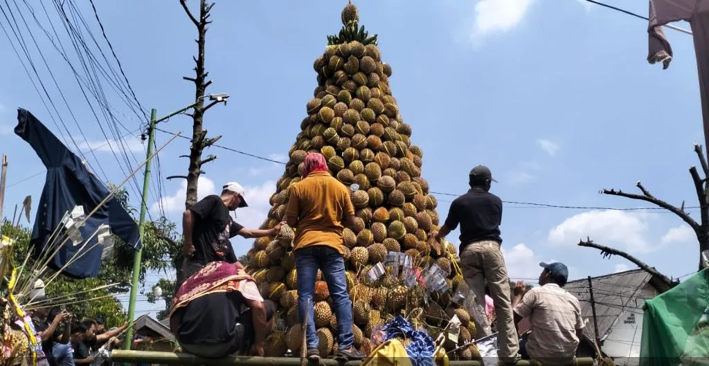 Gunungan 1.000 Durian Warnai Selamatan Desa Kronto Pasuruan, Tradisi Tetap Meriah Meski Panen Menurun