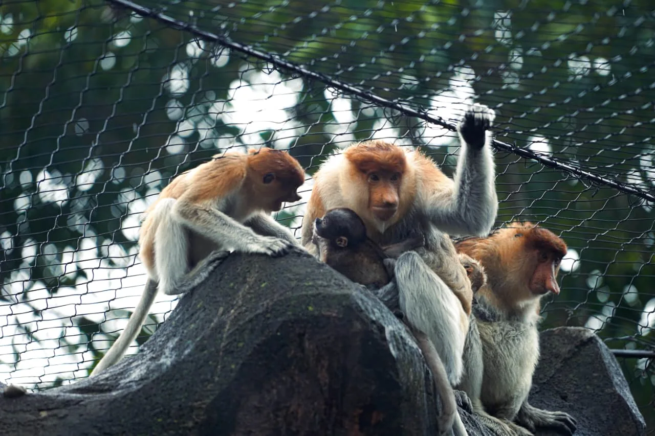 Konservasi Satwa Indonesia Berkelanjutan; Batu Secret Zoo Rayakan Kelahiran Bekantan ke-8 Kelahiran Bekantan