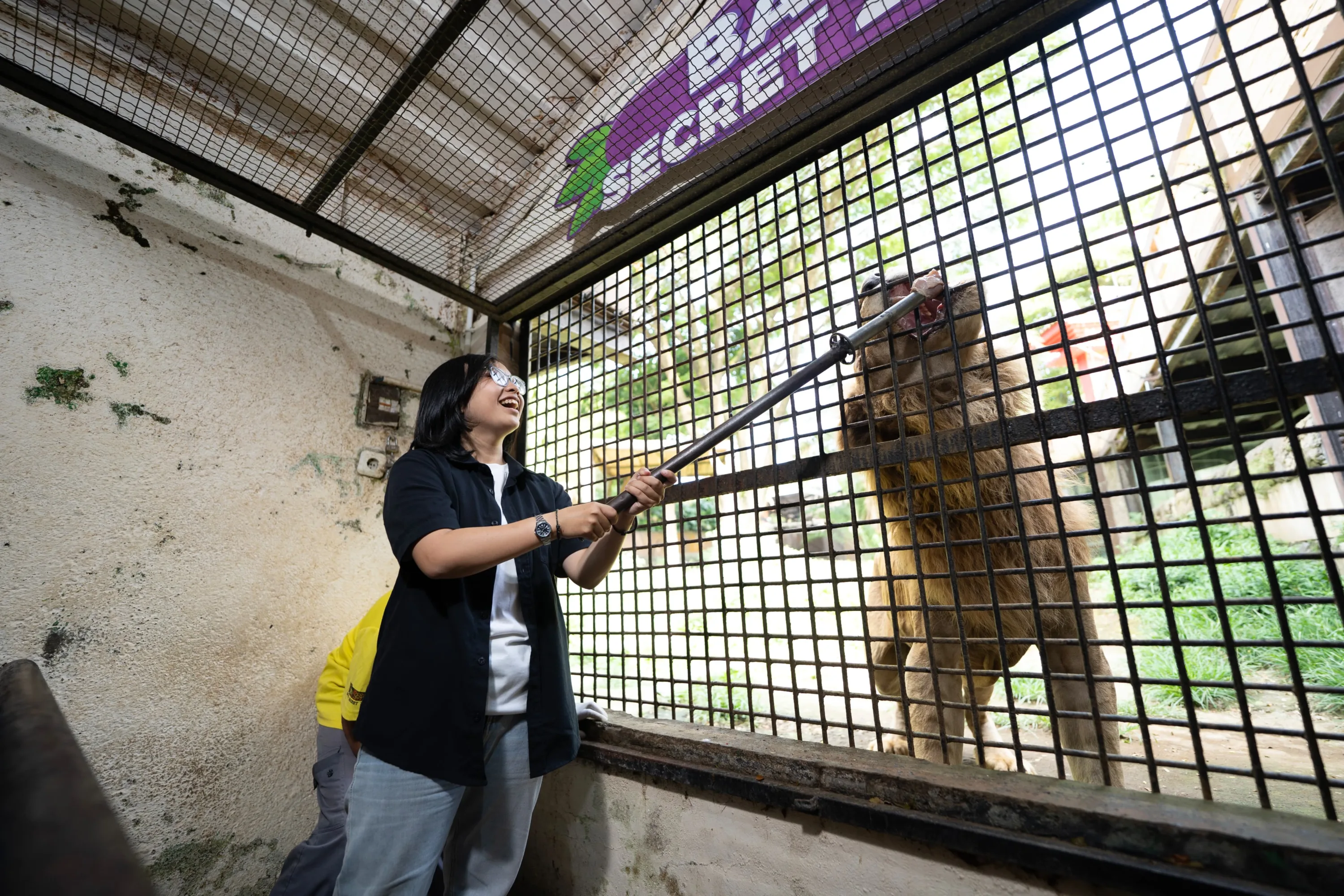 Animal Feeding Activity di Batu Secret Zoo