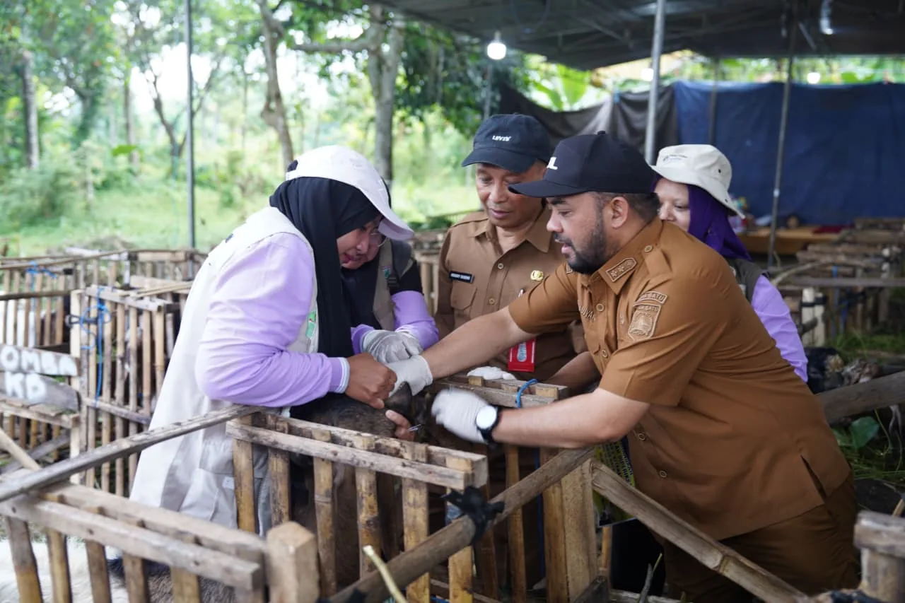 Pemkot Batu Garansi Hewan Kurban 1447 H Sehat dan Sesuai Syariat, Siap Salurkan Sapi 1,2 Ton dari Presiden Kota Batu