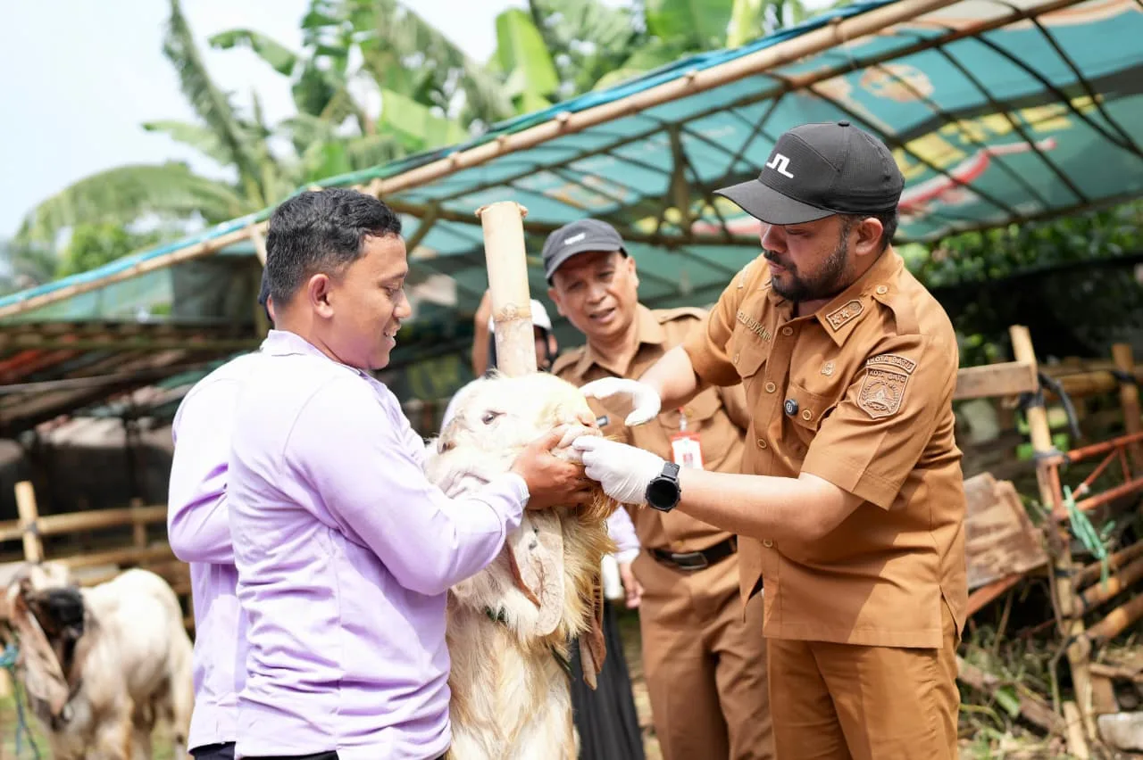 Pemkot Batu Garansi Hewan Kurban 1447 H Sehat dan Sesuai Syariat, Siap Salurkan Sapi 1,2 Ton dari Presiden Kota Batu