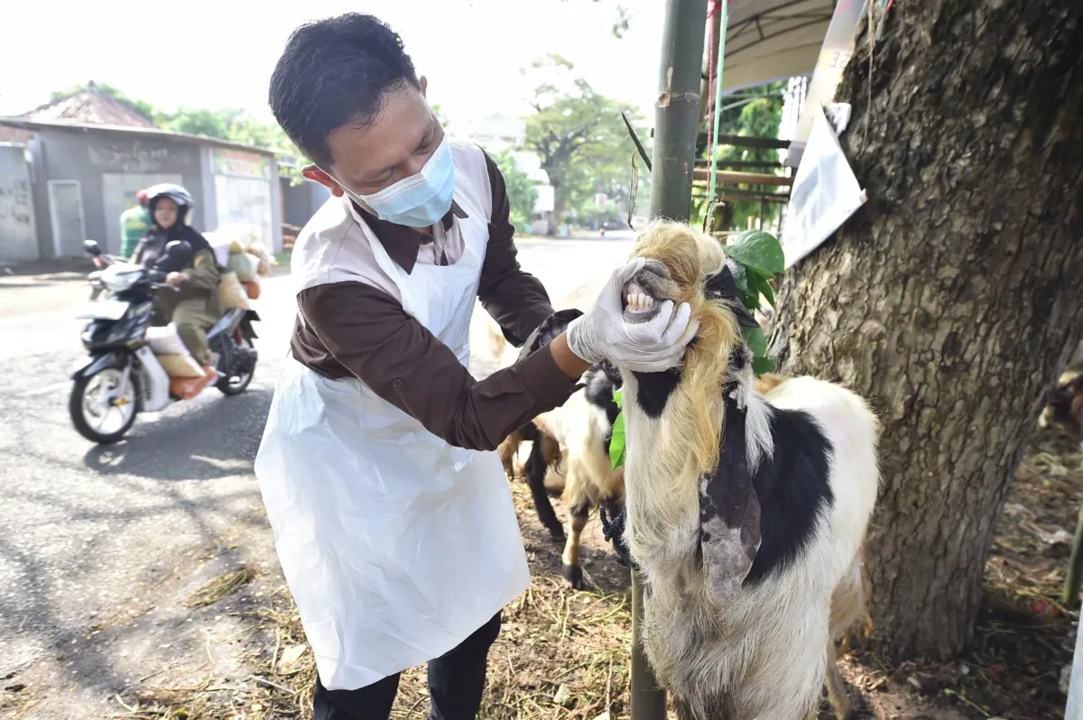 Jelang Idul Adha, DKP3 Pasuruan Sidak Lapak Hewan Kurban Pastikan Ternak Sehat