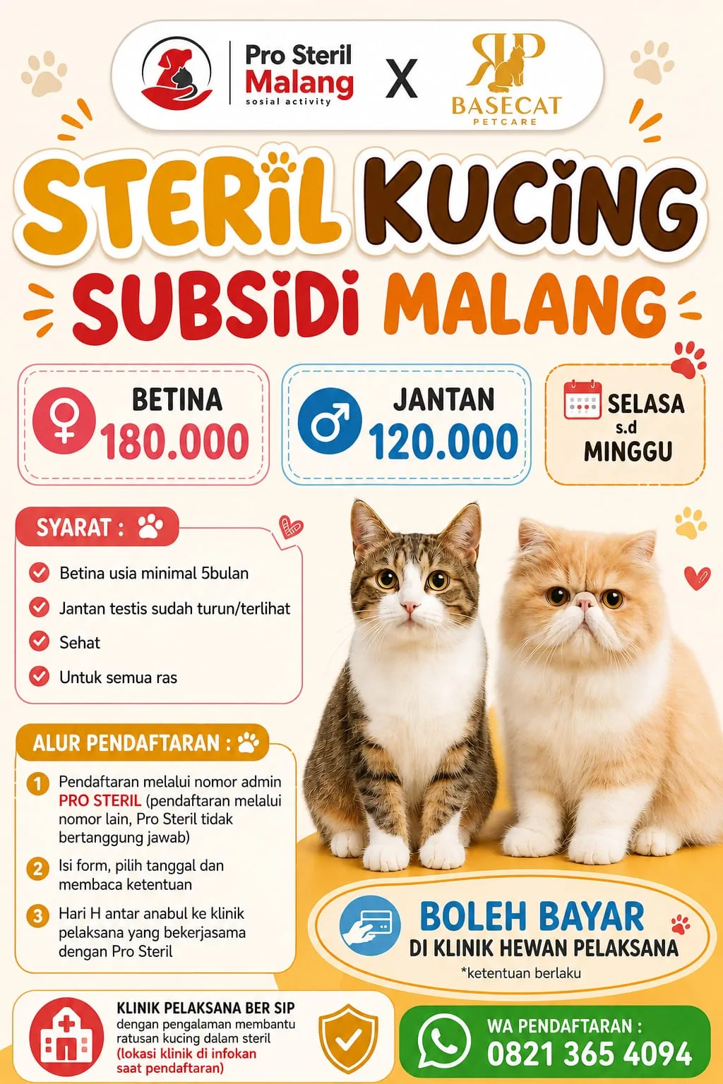 Cat Lovers Malang Merapat! Ada Subsidi Steril Kucing Mulai Rp120 Ribuan Cat Lovers Malang Merapat! Ada Subsidi Steril Kucing Mulai Rp120 Ribuan