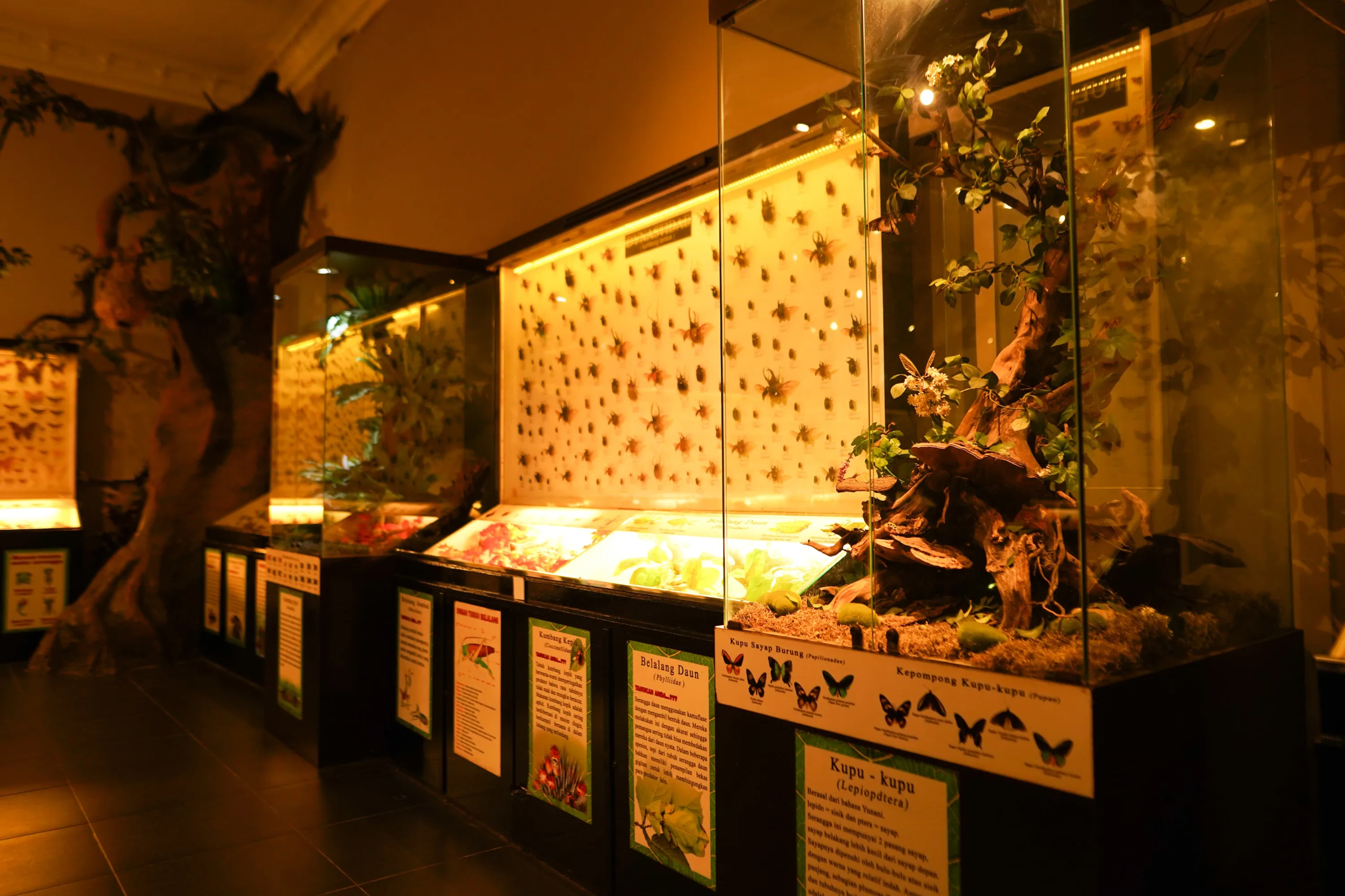 Area Insecta Museum Satwa, Wisata Edukasi yang Mengajak Pengunjung Mengenal Dunia Serangga