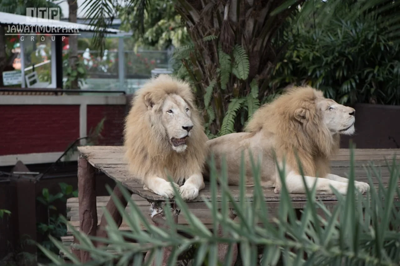 Viral Kondisi Singa “Untung” Diduga Kurus di Batu Secret Zoo, Pihak Jatim Park 2 Buka Suara